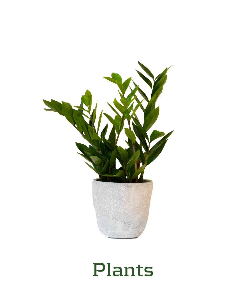 Plants