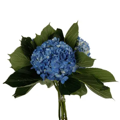 Hydrangea Blue