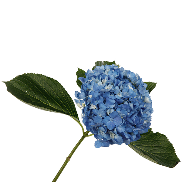 Hydrangea Blue