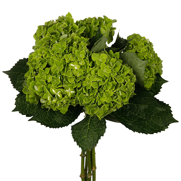 Hydrangea Green