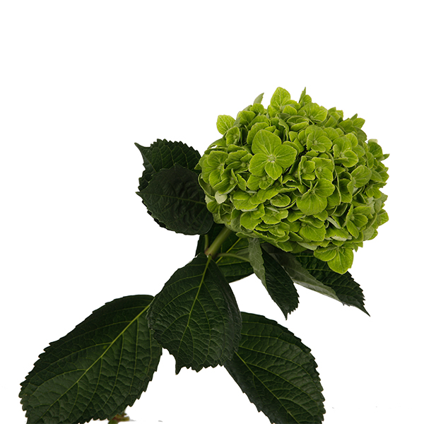Hydrangea Green
