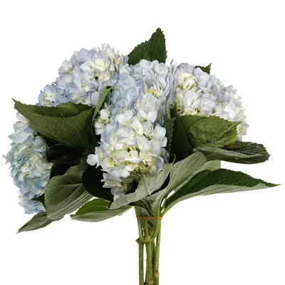 Hydrangea Light Blue