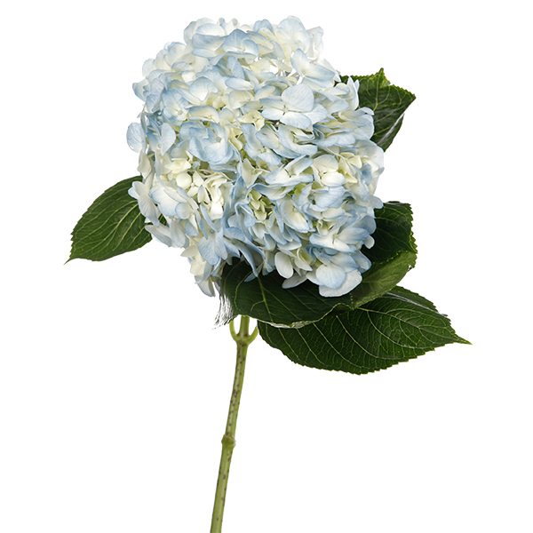 Hydrangea Light Blue