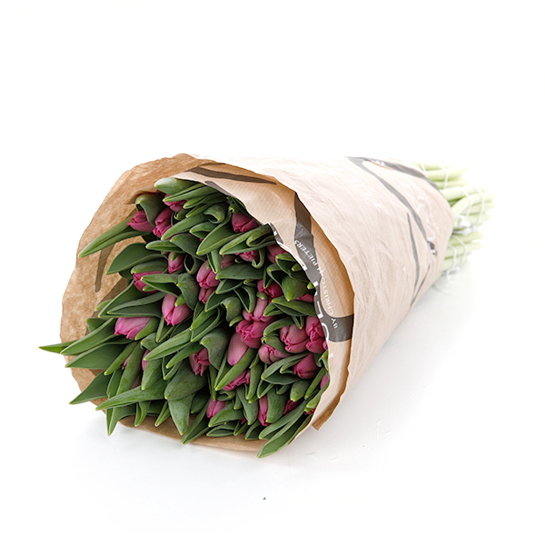 Tulip Regular Dark Pink