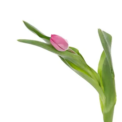 Tulip Regular Dark Pink