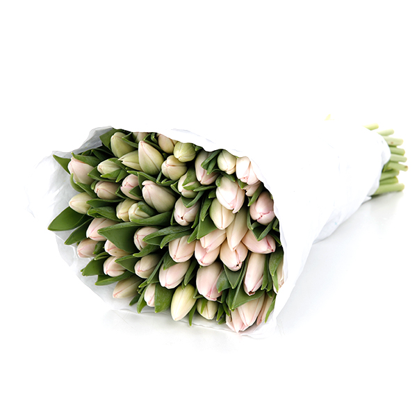 Tulip Regular Light Pink