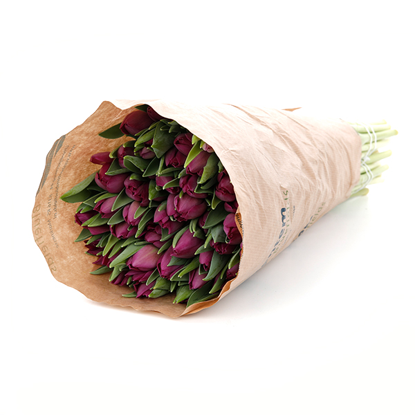 Tulip Regular Purple