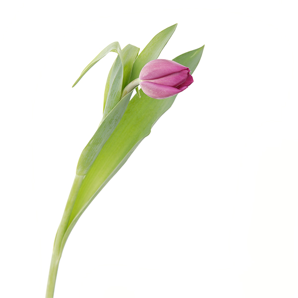 Tulip Regular Purple