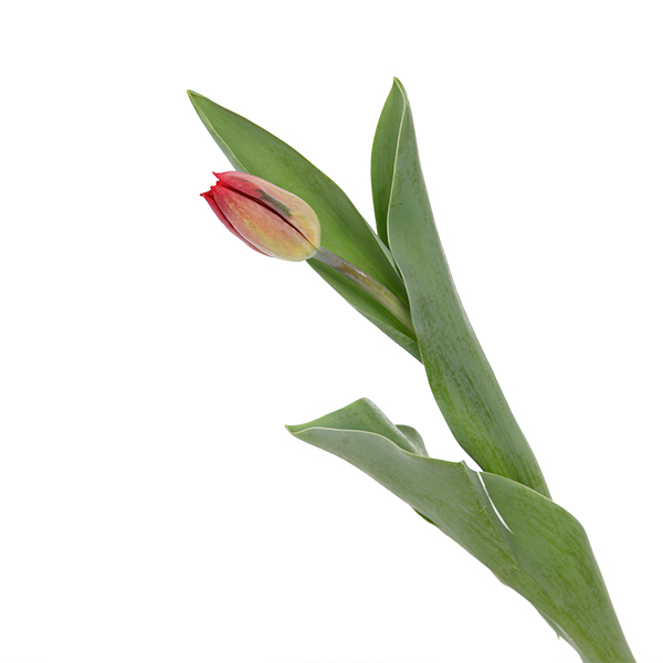 Tulip Regular Red