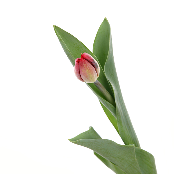 Tulip Regular Red