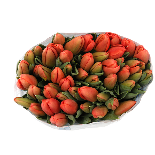 Tulip Regular Orange