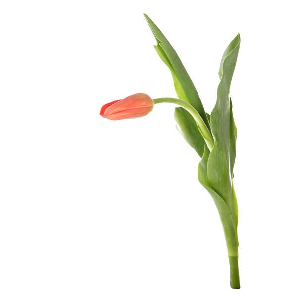 Tulip Regular Orange