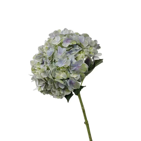 Magical Tender Love Purple