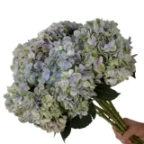 0073_Magical-Tender-Love-Purple-3