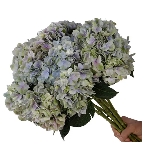 Magical Tender Love Purple