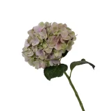 Magical Tender Love Pink