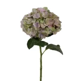 Magical Tender Love Pink