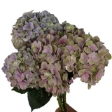 Magical Tender Love Pink