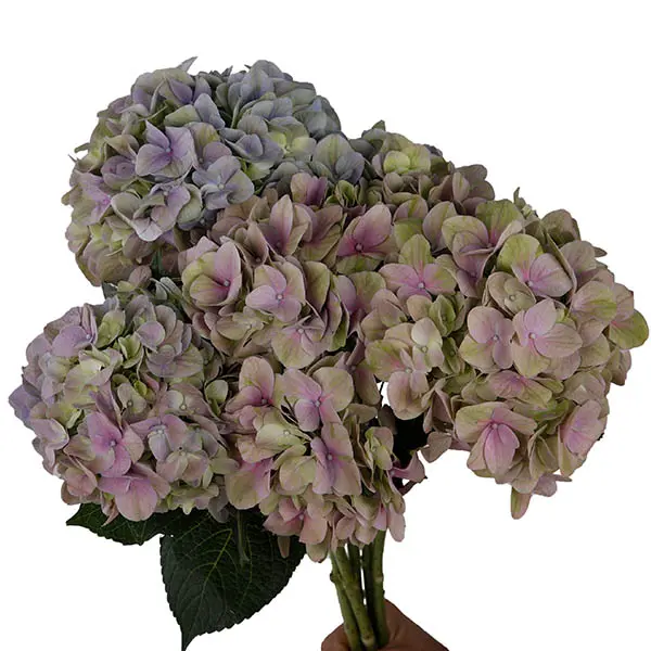 Magical Tender Love Pink