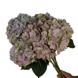 Magical Tender Love Pink