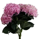 Hydrangea-Juliet-Pink-1_600x600