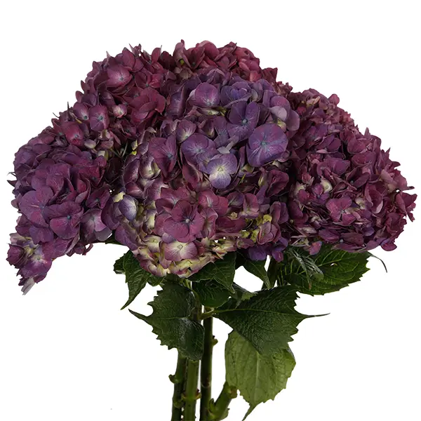 Hydrangea Purple