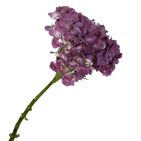 Hydrangea Purple