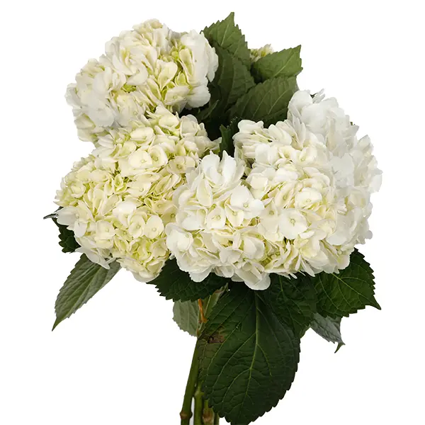 Hydrangea White
