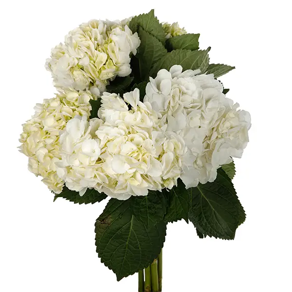 Hydrangea White